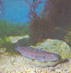 Марк Махлин, Людмила Солоницына - Аквариум в школе