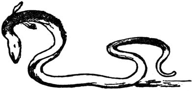 Эдвард Лир - Чистый nonsense (сборник)