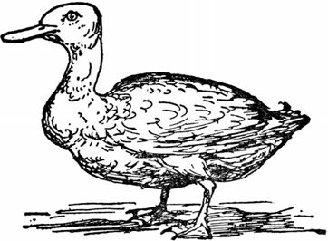 Эдвард Лир - Чистый nonsense (сборник)