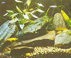 Марк Махлин, Людмила Солоницына - Аквариум в школе