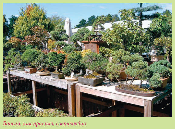 Мария Згурская - Бонсай