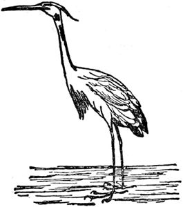 Эдвард Лир - Чистый nonsense (сборник)