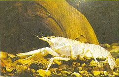 Марк Махлин, Людмила Солоницына - Аквариум в школе