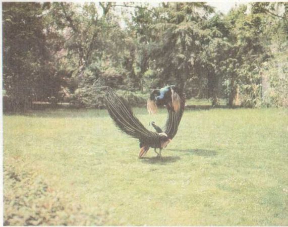 Бернгард Гржимек - От кобры до медведя гризли