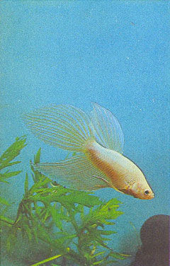 Марк Махлин, Людмила Солоницына - Аквариум в школе