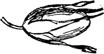 Эдвард Лир - Чистый nonsense (сборник)