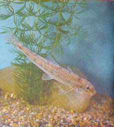 Марк Махлин, Людмила Солоницына - Аквариум в школе