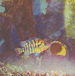 Марк Махлин, Людмила Солоницына - Аквариум в школе