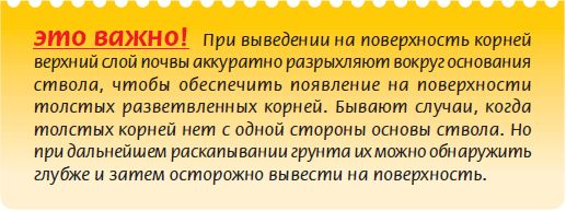 Мария Згурская - Бонсай