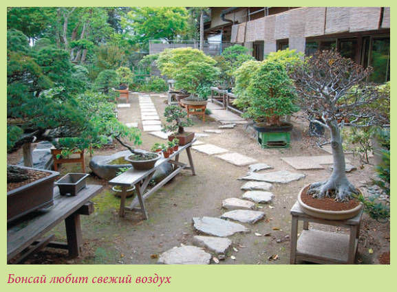 Мария Згурская - Бонсай