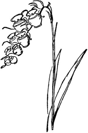 Эдвард Лир - Чистый nonsense (сборник)