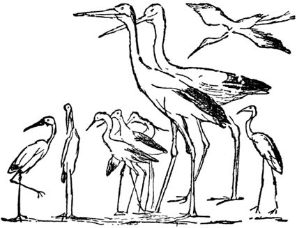 Эдвард Лир - Чистый nonsense (сборник)