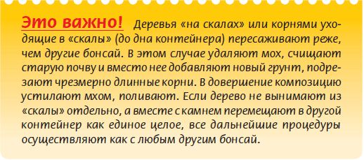 Мария Згурская - Бонсай