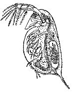 Марк Махлин, Людмила Солоницына - Аквариум в школе