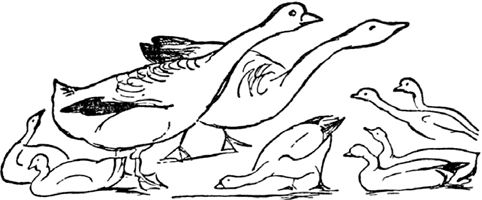 Эдвард Лир - Чистый nonsense (сборник)