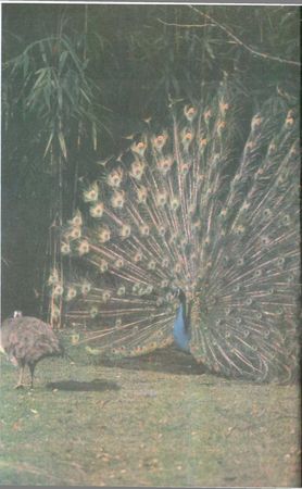 Бернгард Гржимек - От кобры до медведя гризли