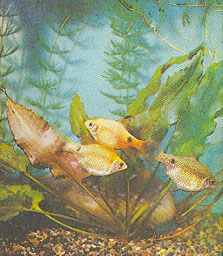 Марк Махлин, Людмила Солоницына - Аквариум в школе