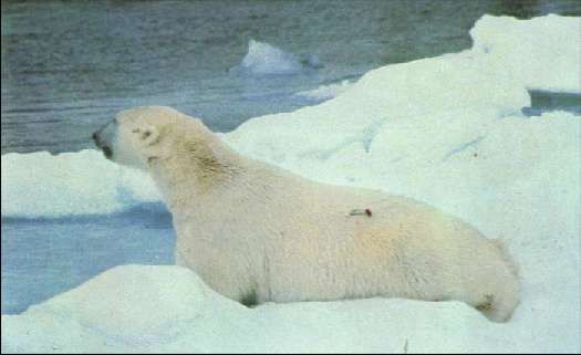 Карло Маури - Когда риск - это жизнь!