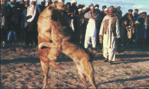 Карло Маури - Когда риск - это жизнь!