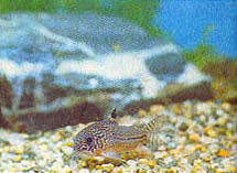 Марк Махлин, Людмила Солоницына - Аквариум в школе