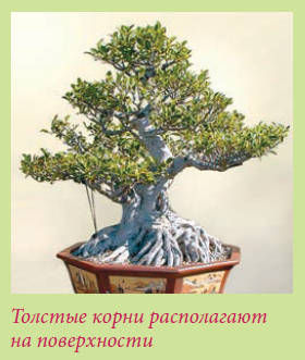 Мария Згурская - Бонсай