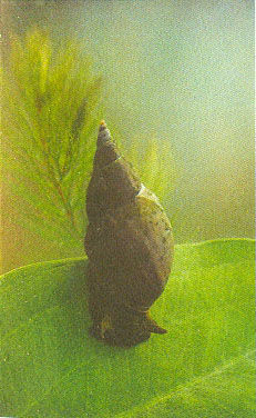 Марк Махлин, Людмила Солоницына - Аквариум в школе