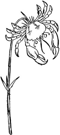 Эдвард Лир - Чистый nonsense (сборник)