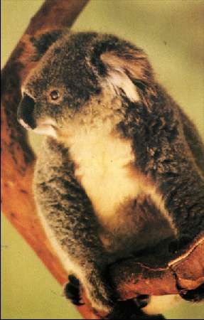 Карло Маури - Когда риск - это жизнь!