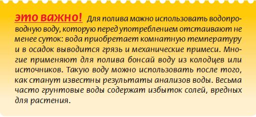 Мария Згурская - Бонсай