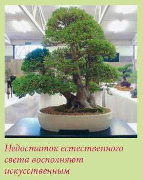 Мария Згурская - Бонсай