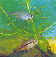 Марк Махлин, Людмила Солоницына - Аквариум в школе