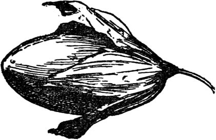 Эдвард Лир - Чистый nonsense (сборник)