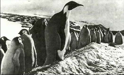 Карло Маури - Когда риск - это жизнь!