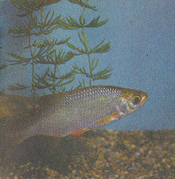 Марк Махлин, Людмила Солоницына - Аквариум в школе