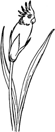 Эдвард Лир - Чистый nonsense (сборник)