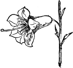 Эдвард Лир - Чистый nonsense (сборник)