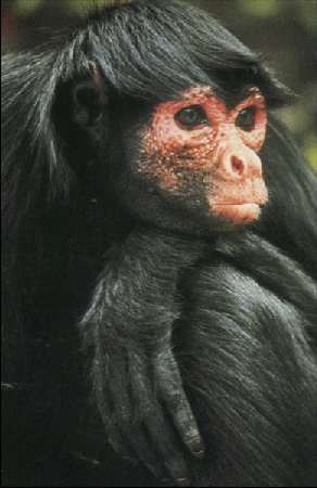 Карло Маури - Когда риск - это жизнь!