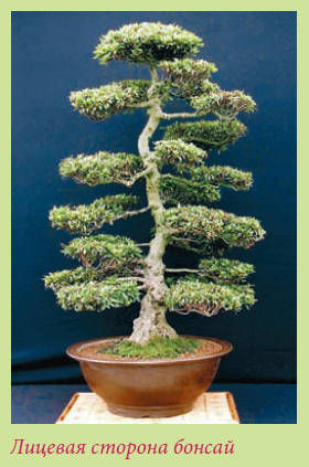 Мария Згурская - Бонсай