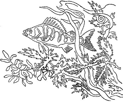 Марк Махлин, Людмила Солоницына - Аквариум в школе