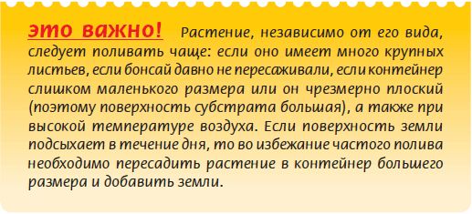 Мария Згурская - Бонсай