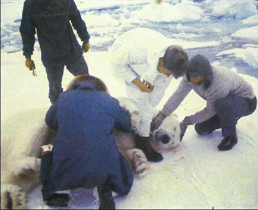 Карло Маури - Когда риск - это жизнь!