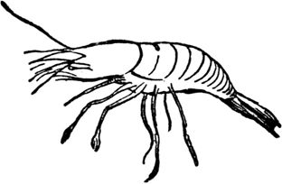 Эдвард Лир - Чистый nonsense (сборник)