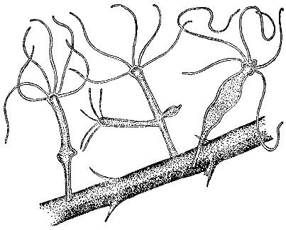 Марк Махлин, Людмила Солоницына - Аквариум в школе