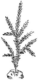 Марк Махлин, Людмила Солоницына - Аквариум в школе