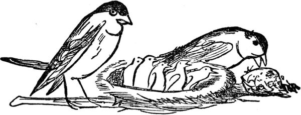 Эдвард Лир - Чистый nonsense (сборник)