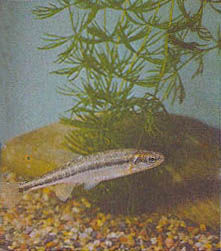 Марк Махлин, Людмила Солоницына - Аквариум в школе