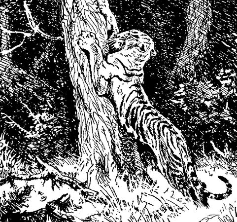 Владимир Арсеньев - Встречи в тайге