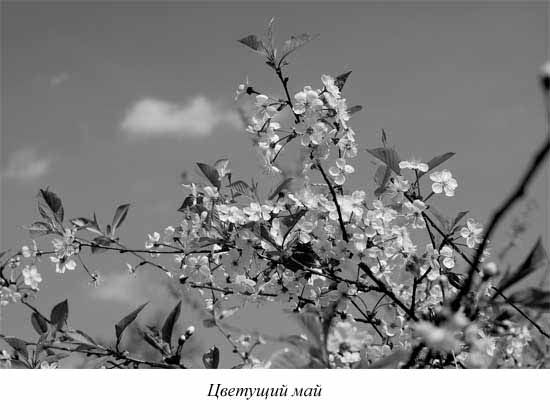 Ким Померанец - Несчастья невских берегов. Из истории петербургских наводнений