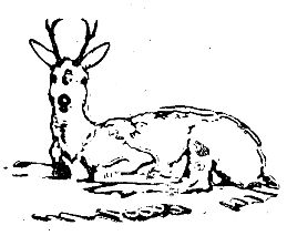 Владимир Арсеньев - Встречи в тайге