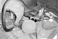 Кошки - Сфинксы